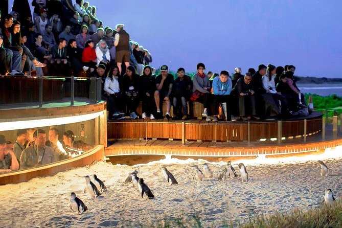 Small-Group Phillip Island Afternoon Day Trip from Melbourne - Moonlit Sanctuary starts the afternoon with Australian wildlife