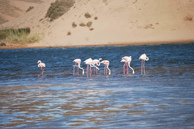 Souss Massa National Park Half Day Trip from Agadir - The 45-minute drive through eucalyptus and argan country