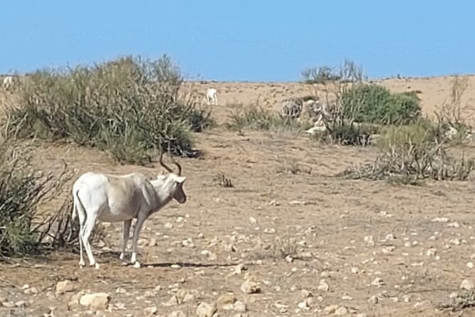 Souss Massa National Park Half Day Trip from Agadir - What makes the park more than a photo stop