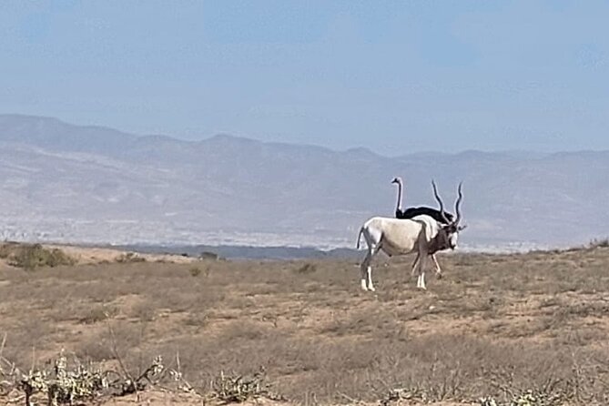Souss Massa National Park Half Day Trip from Agadir - Tifnit and the Atlantic fishing coast