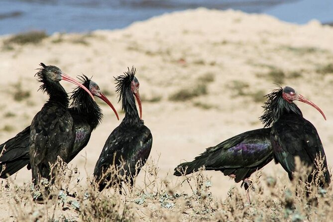 Souss Massa National Park Half Day Trip from Agadir - Lunch, tagine, and the real cost of the trip