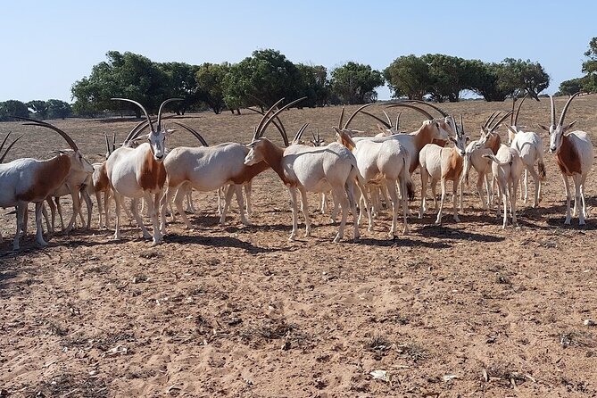Souss Massa National Park Half Day Trip from Agadir - Guides, vehicles, and how private the day feels