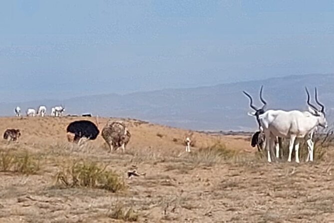 Souss Massa National Park Half Day Trip from Agadir - Who should book this half-day trip