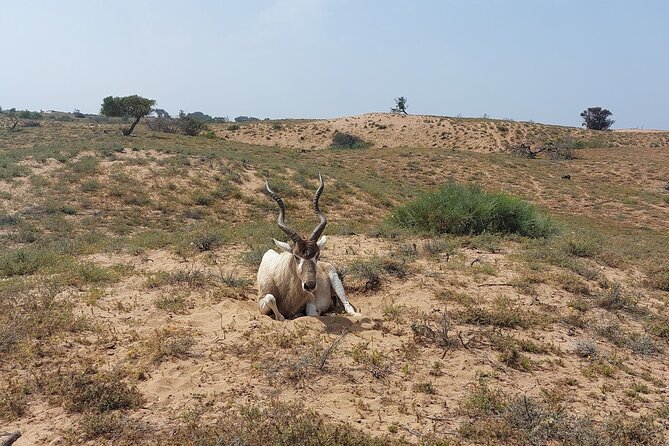 Souss Massa National Park Half Day Trip from Agadir - Practical details before you reserve