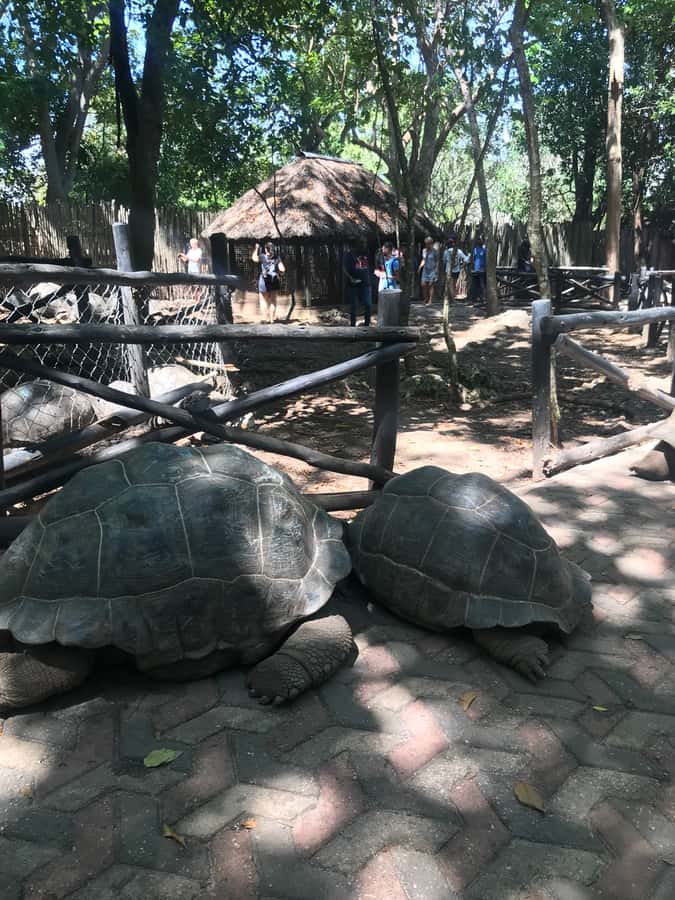 Stone Town: Stone Town and Prison Island Private Day Trip - Guides make the biggest difference