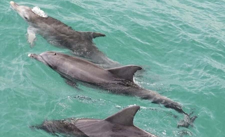 Sydney: Jervis Bay Day Trip with Dolphins, Roos & Beach Time - Why this Jervis Bay day trip works from Sydney