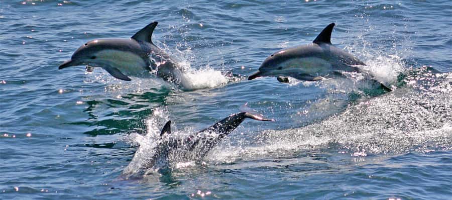 Sydney: Port Stephens Dolphin Cruise & Sandboarding Day Trip - Stockton dunes: a coastal desert with a playful finish