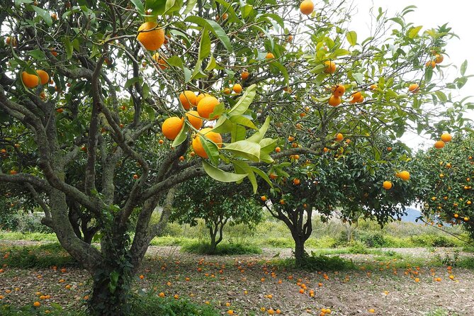 Taroudant half day excursion from Agadir - Who will enjoy this half-day excursion