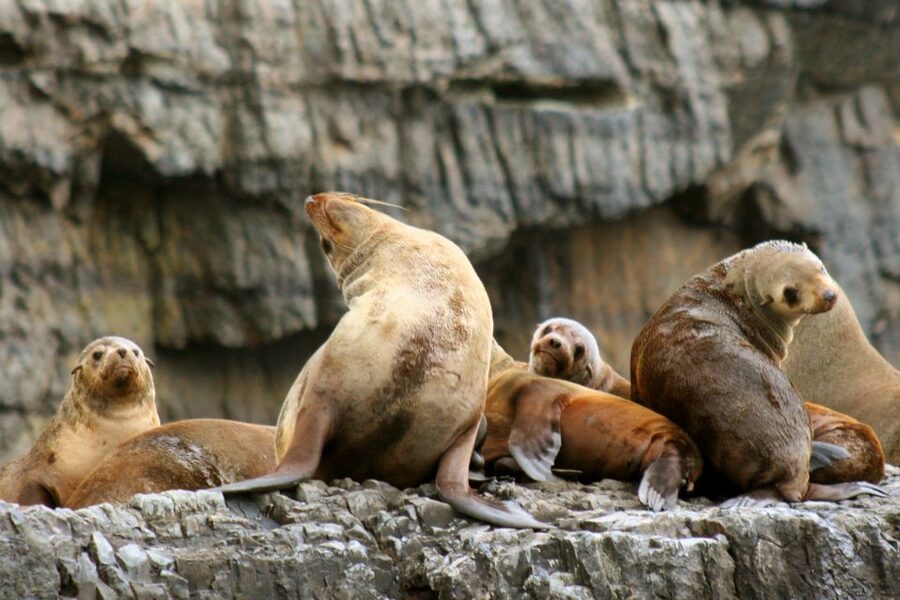 Tasman Peninsula Day Trip with Cruise & Devils from Hobart - What the guides add to the day