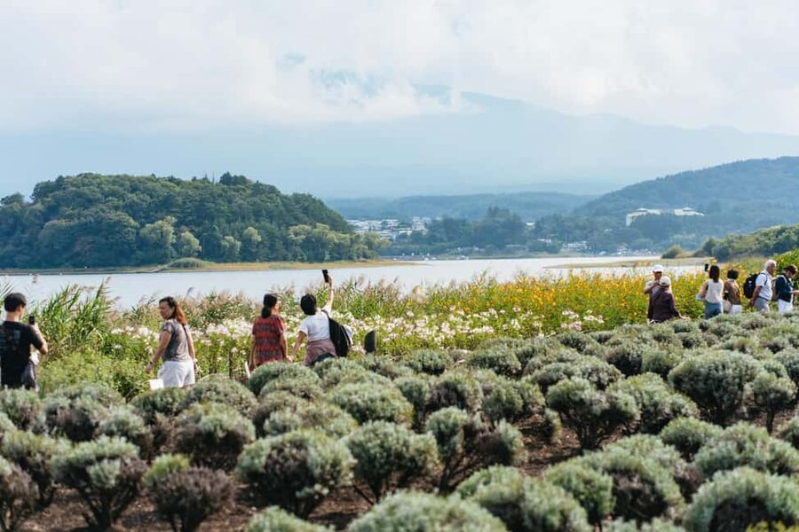 Tokyo: Mt. Fuji, Kamakura, Big Buddha, & Lake Ashi Day Trip - Who should book this day trip