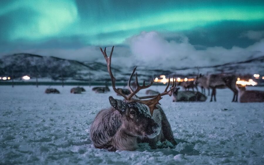 Tromsø: Reindeer Sled, Dinner, and Chance of Northern Lights - A winter evening with reindeer and Sami culture