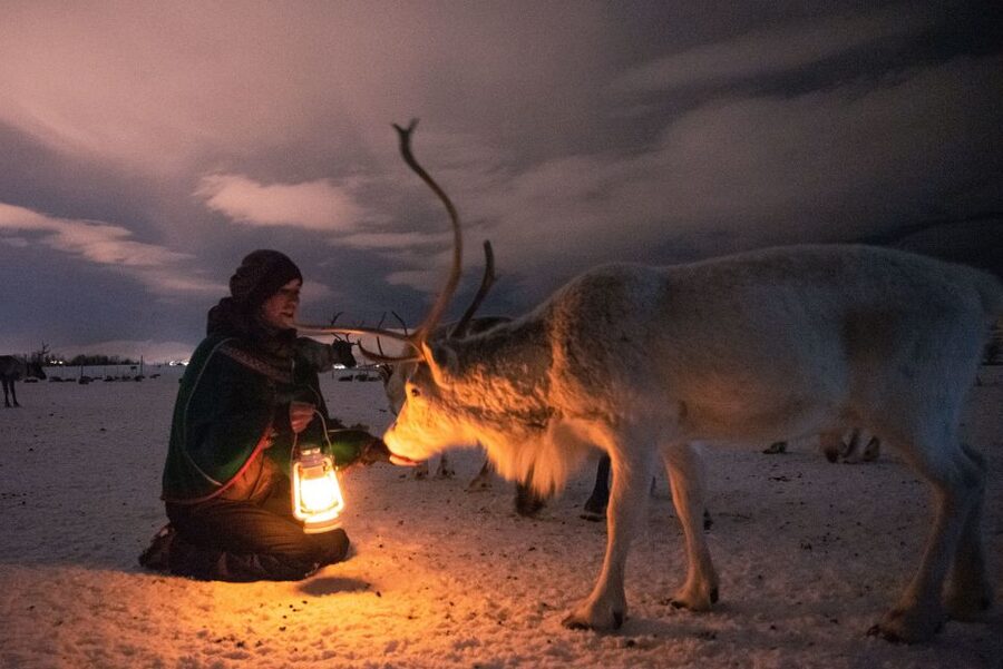 Tromsø: Reindeer Sled, Dinner, and Chance of Northern Lights - A short, atmospheric reindeer sled ride