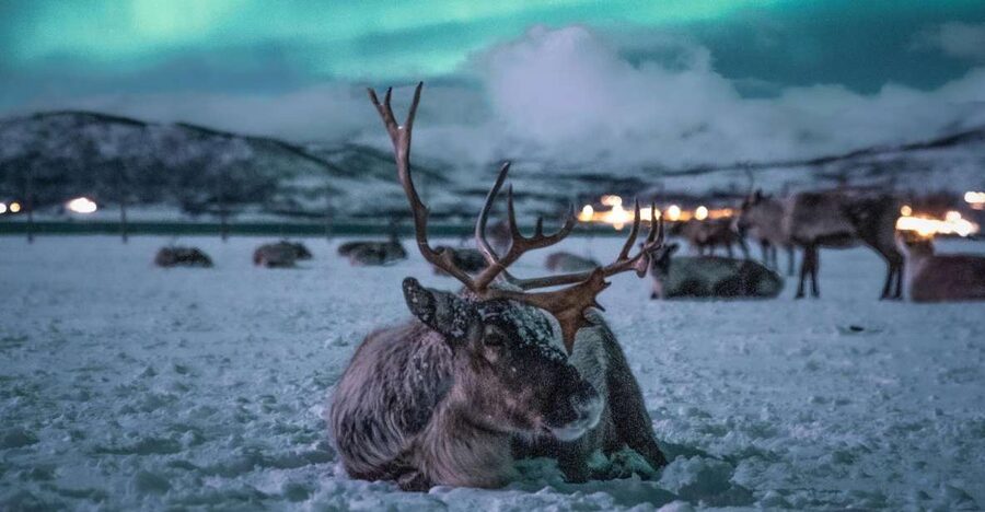 Tromsø: Reindeer Sled, Dinner, and Chance of Northern Lights - Feeding 300 reindeer by hand
