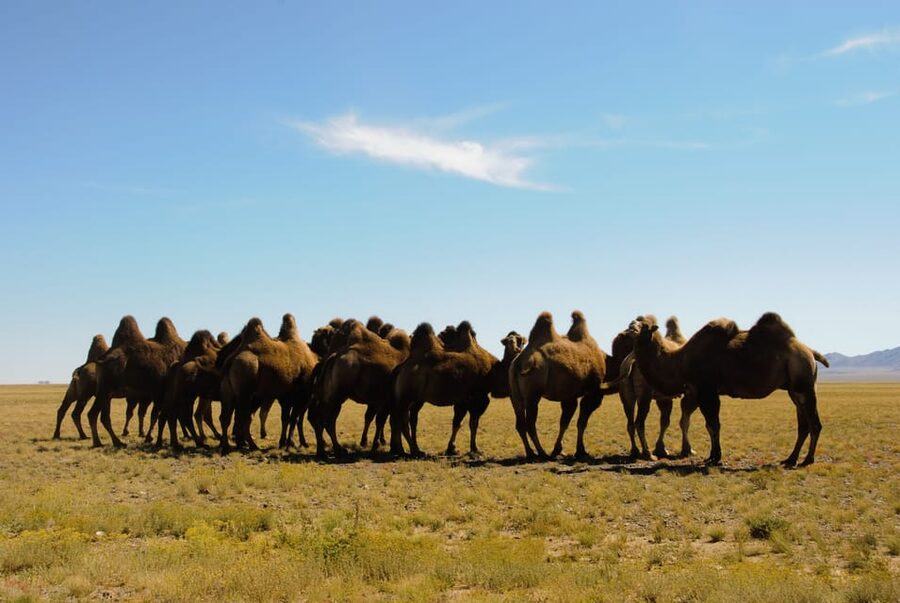 Ulaanbaatar: Semi-Gobi Desert Day Trip & Camel Ride - The morning pickup and long road out of Ulaanbaatar