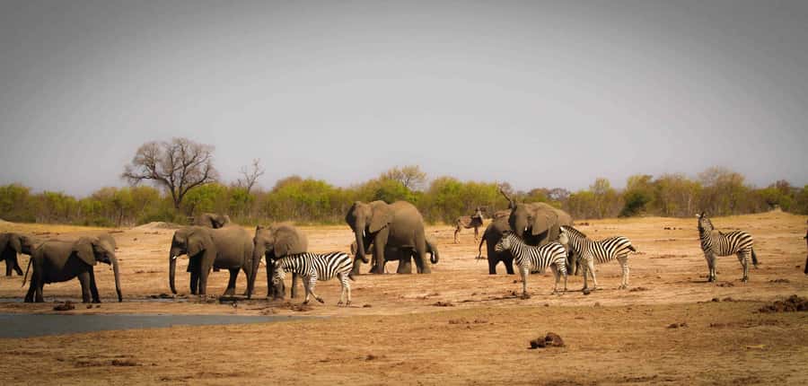 Victoria Falls: Chobe National Park Day Trip with Lunch - Key points at a glance