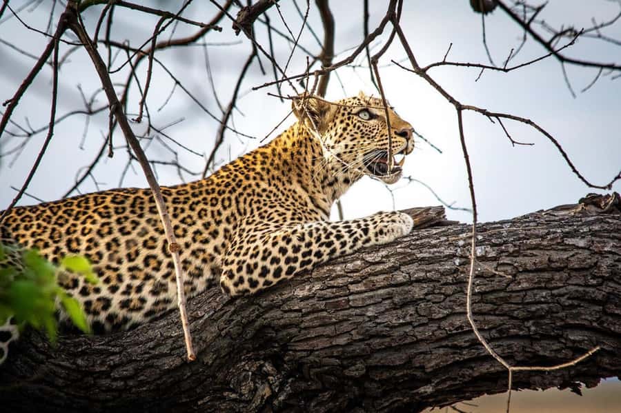 Victoria Falls: Chobe National Park Day Trip with Lunch - Lunch at the lodge