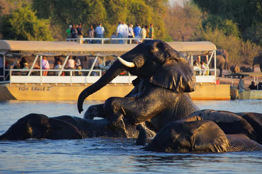 Victoria Falls: Chobe National Park Day Trip with Lunch - The early transfer to Kazungula