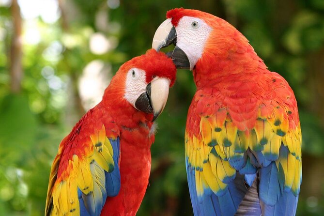 Xcaret Park Day Trip, transportation and Cultural Night Show - Key points to know before booking