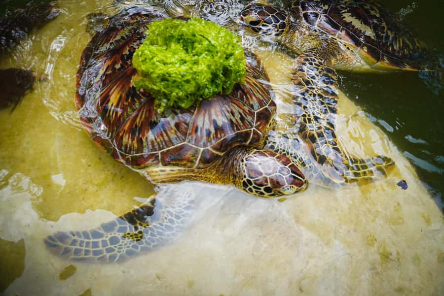 Zanzibar: Nungwi Turtle Aquarium Guided Half-Day Trip - Key points to know before you book