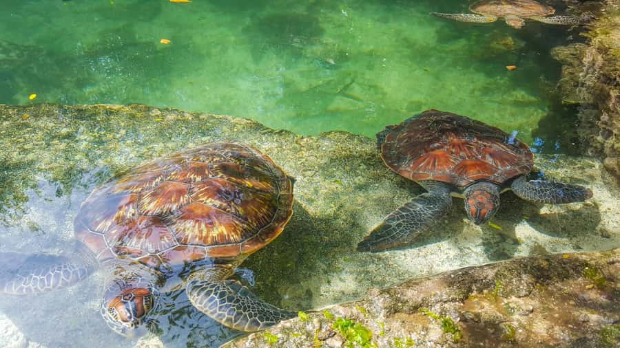 Zanzibar: Nungwi Turtle Aquarium Guided Half-Day Trip - Meeting rescued turtles in Nungwi